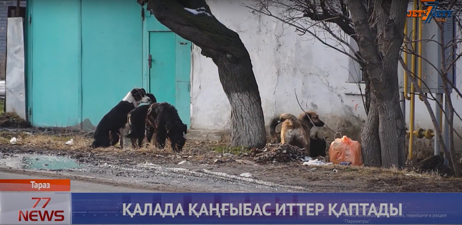 ҚАЛАДА ҚАҢҒЫБАС ИТТЕР ҚАПТАДЫ