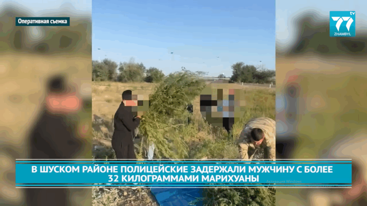 В ШУСКОМ РАЙОНЕ ПОЛИЦЕЙСКИЕ ЗАДЕРЖАЛИ МУЖЧИНУ С БОЛЕЕ 32 КИЛОГРАММАМИ МАРИХУАНЫ